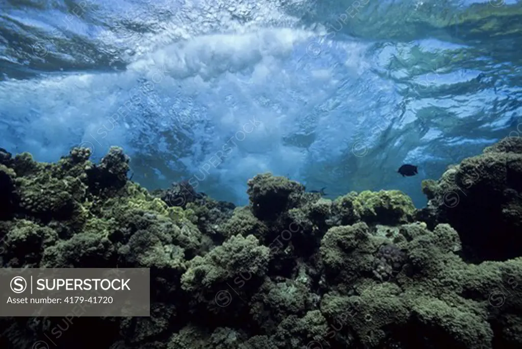 Reef Scenic: Hard & Soft Corals, Waves crashing, Red Sea