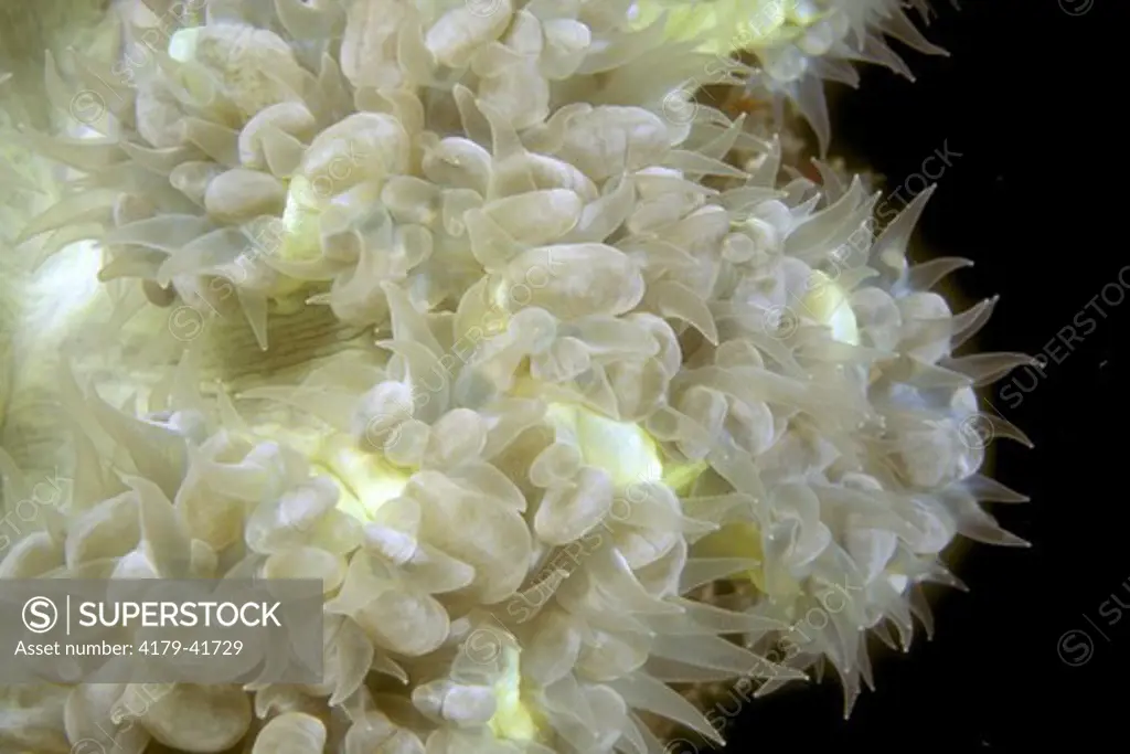 Bubble Coral (Plerogyra sinuosa), hard C. w/ Bubble like Vesicles, Trop. Indo- Pacific