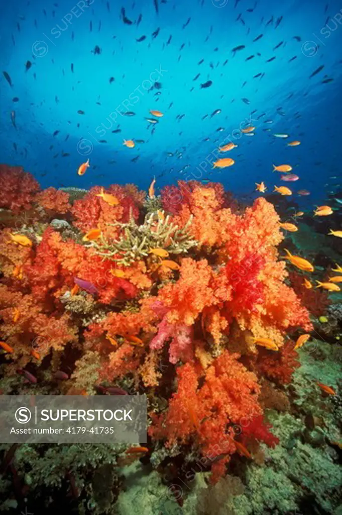 Reef Scenic: Hard Corals (Acropora sp.), Soft C. & Tropical Fish, S. Pacific