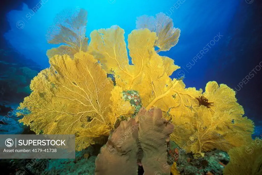 Reef Scenic: Hard & Soft Corals, Sea Fans & Crinoids, Coral Sea