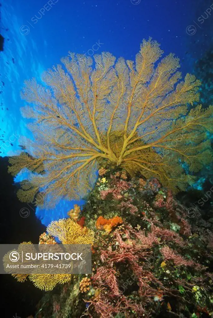 Reef Scenic: Hard (Acropora sp.) & Soft Corals, Sea Fans (Subergorgia mollis) & Crinoids, Coral Sea
