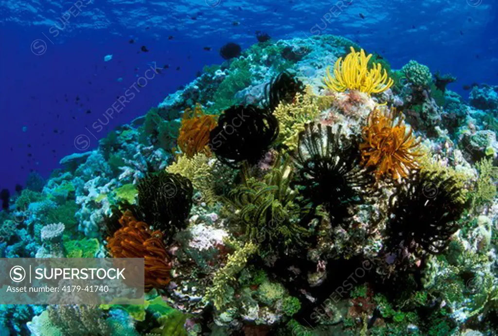 Reef Scenic: Hard & Soft Corals, Sponges & Crinoids, Coral Sea