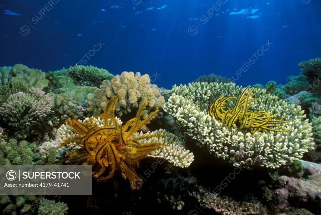 Reef Scenic: Hard & Soft Corals, Sponges & Crinoids, Coral Sea