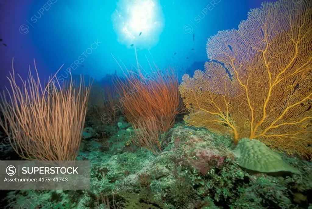 Reef Scenic: Hard & Soft Corals, Sea Fans and Sea Whips, Coral Sea