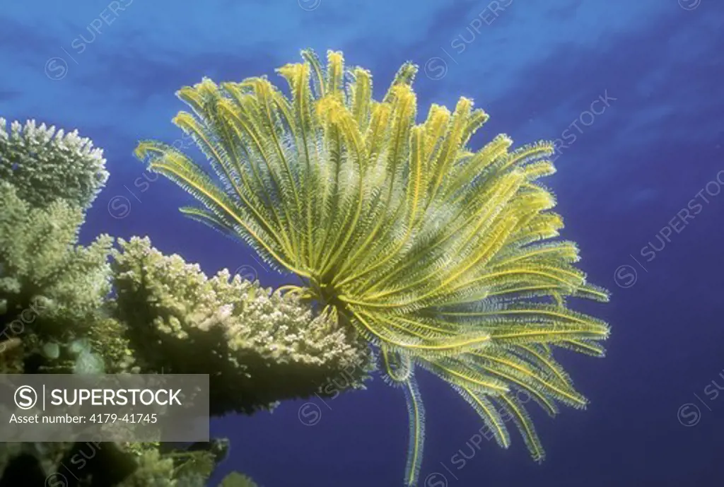 Crinoid (Oxycomanthus bennetti) on Coral Head to feed in Current, Coral Sea