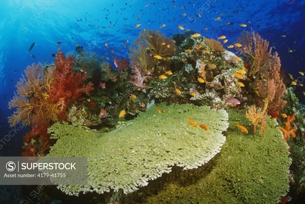 Coral Reef Scenic: Hard & Soft Corals & Tropical Fish, Fiji (Acropora sp.)