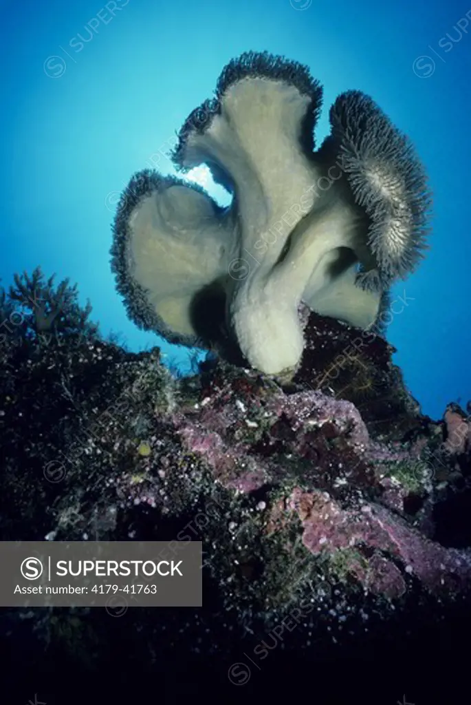 Leather Coral (Sarcophyton trocheliophorum), Pacific Ocean