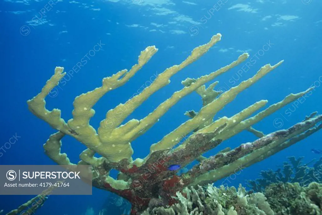 Elkhorn Coral (Acropora palmata), fragile but healthy specimen, Caribbean
