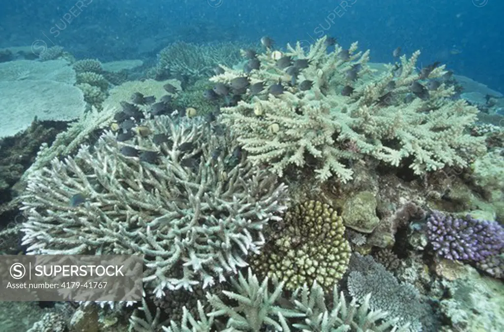 Healthy Staghorn Coral (Acropora sp.) in Mele Reef, Port Vila, Vanuatu