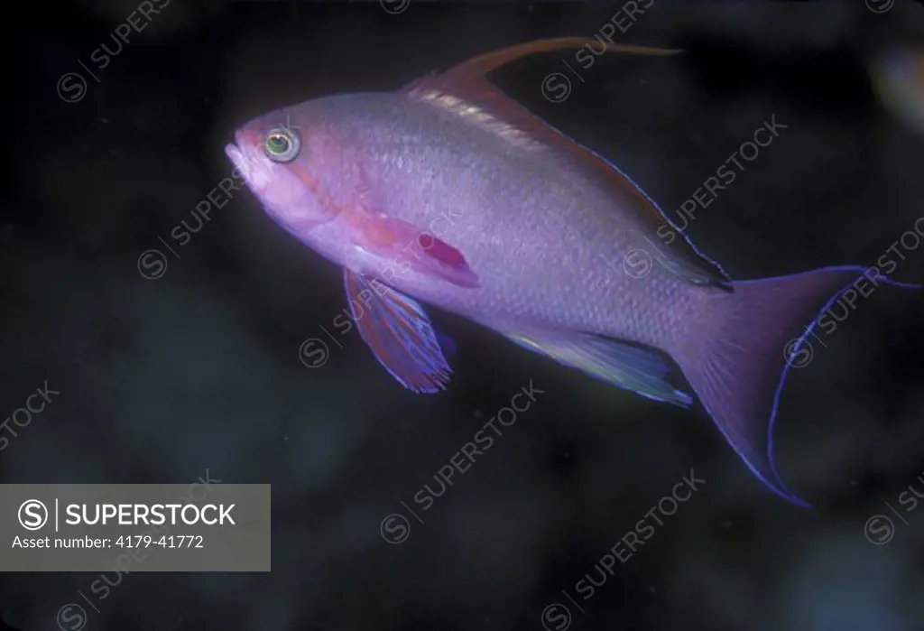 Male Lyretail Coralfish (Pseudanthias squamipinnis), Fiji