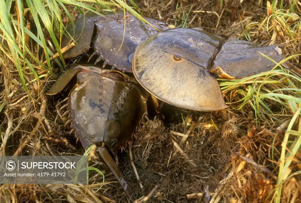 Horseshoe Crabs in saltmarsh (Limulus polyphemus) during egg laying - Delaware Bay NJ