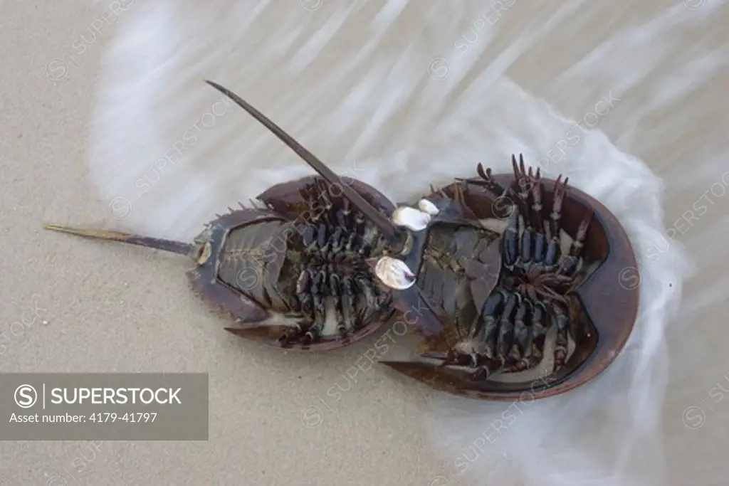 Horseshoe Crab (Limulus polyphemus) male and female (R); male clasping female; NJ, Delaware Bay