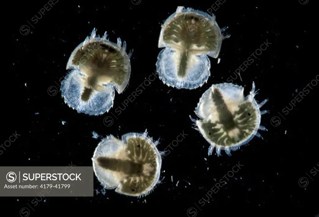 Horseshoe Crabs (Limulus polyphemus) first instar larvae; NJ, Delaware Bay