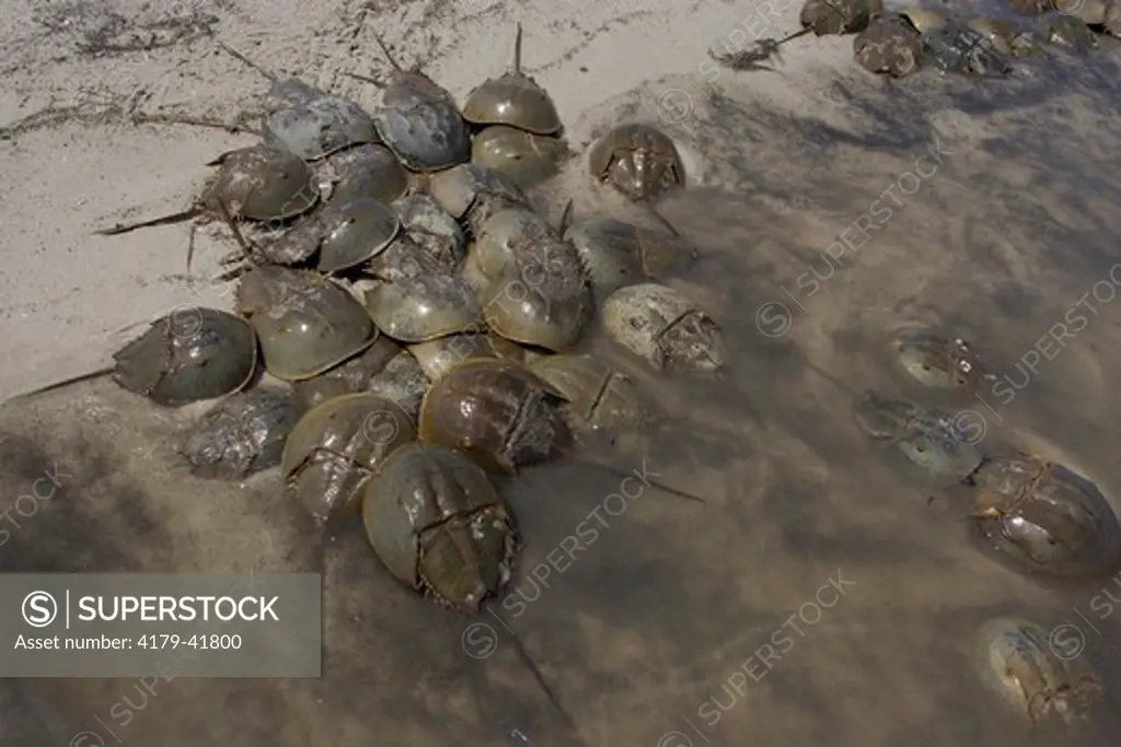 Horseshoe Crab spawning at high tide line (Limulus polyphemus) New Jersey, Delaware Bay