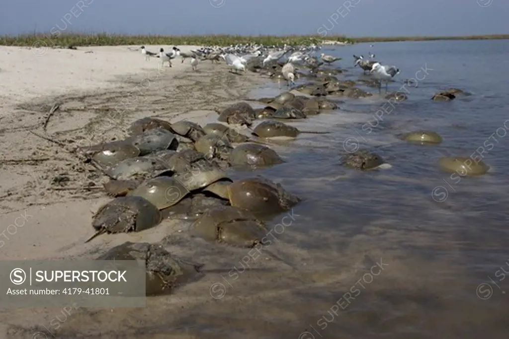 Horseshoe Crab spawning at high tide line; Limulus polyphemus; gulls feed on eggs; New Jersey, Delaware Bay