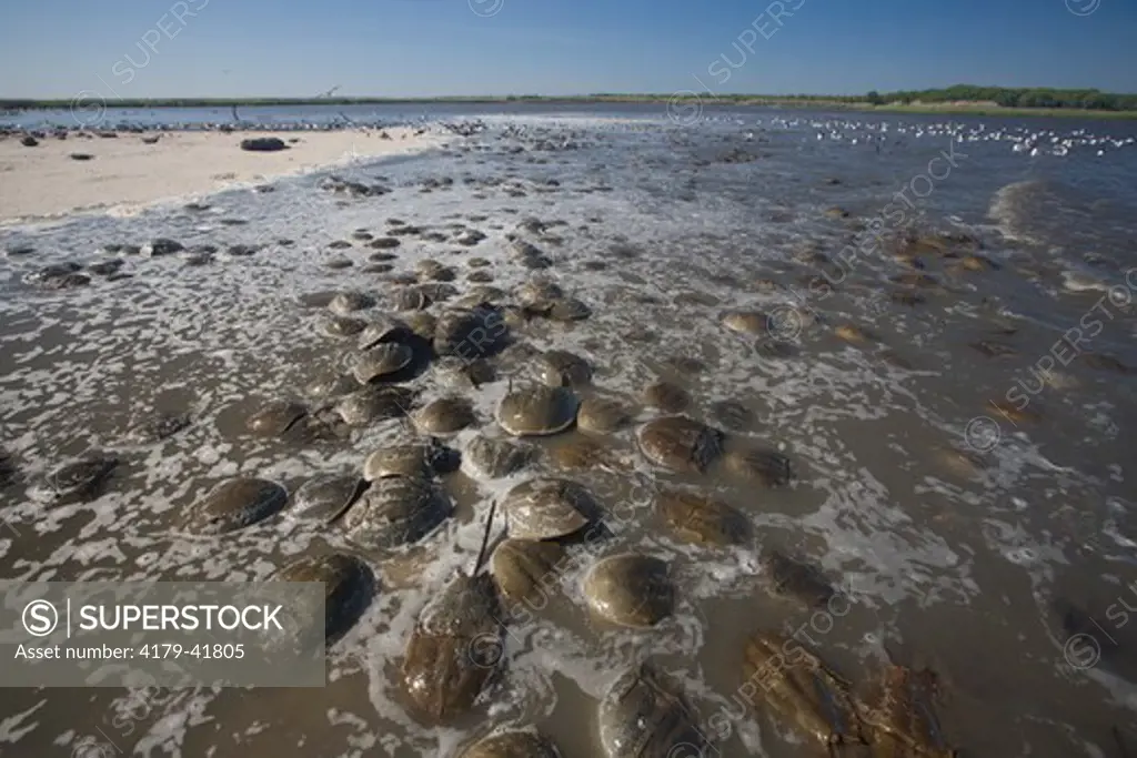 Horseshoe Crabs exposed by tide (Limulus polyphemus) spawning on beach;  NJ, Delaware Bay