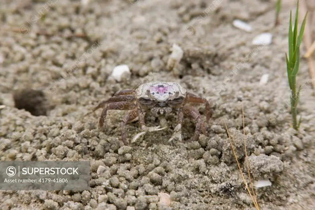 Sand Fiddler Crab (Uca pugilator) eating detritus in sand; NJ, Stone  Harbor, Cape May County - SuperStock