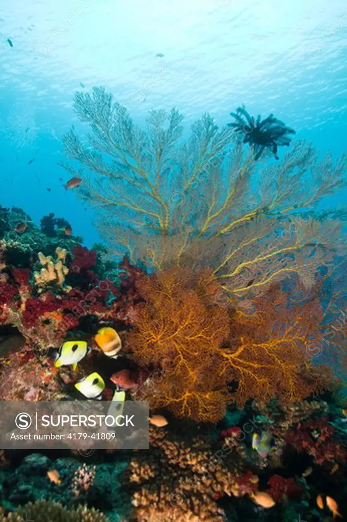 Healthy Reef System with large Gorgonian Seafan (unidentified) Beqa Lagoon, Fiji