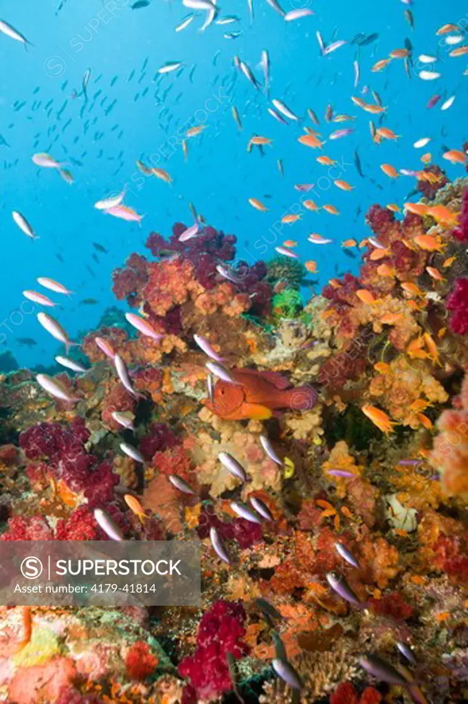 Healthy Reef System with colorful Corals and Fish,   Rainbow Reef in Taveuni, Fiji in the South Pacific