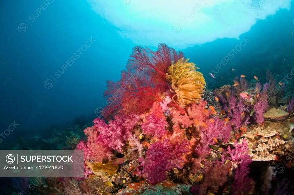 Brilliant colored Soft Corals (Dendronephthya sp) Crinoids (Oxycomanthus bennetti)  and Sea Fan (Siphonogorgia sp) on healthy Reef System, Purple Haze Reef,  Bligh Water Area, Viti Levu, Fiji Islands in the South Pacific