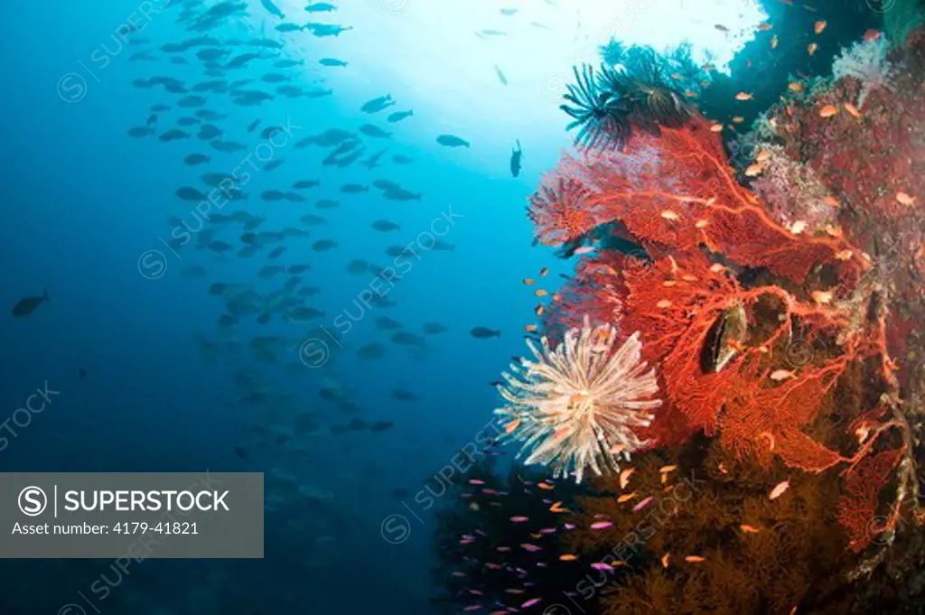 Healthy Reef System: Crinoids (Oxycomanthus bennetti)  and Seafan (Siphonogorgia sp) with small schooling Fish, Black Magic Mountain, Bligh Water Area, Viti Levu, Fiji Islands in the South Pacific