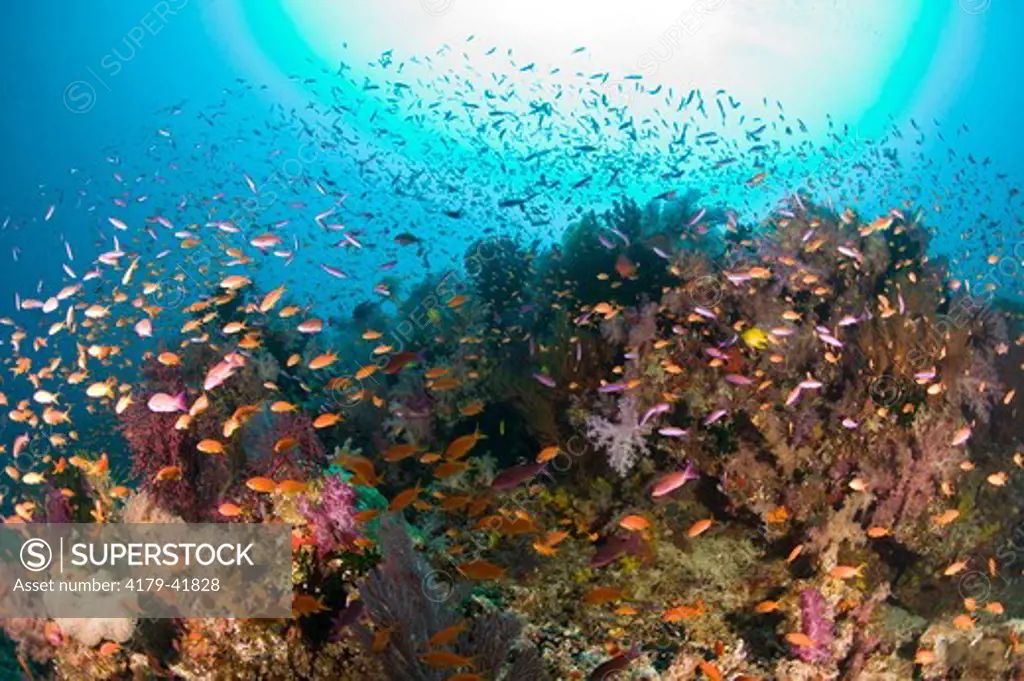 Healthy Reef System with brilliant Soft Corals and Anthias, G-6 Reef, Bligh Water Area, Viti Levu, Fiji Islands in the South Pacific