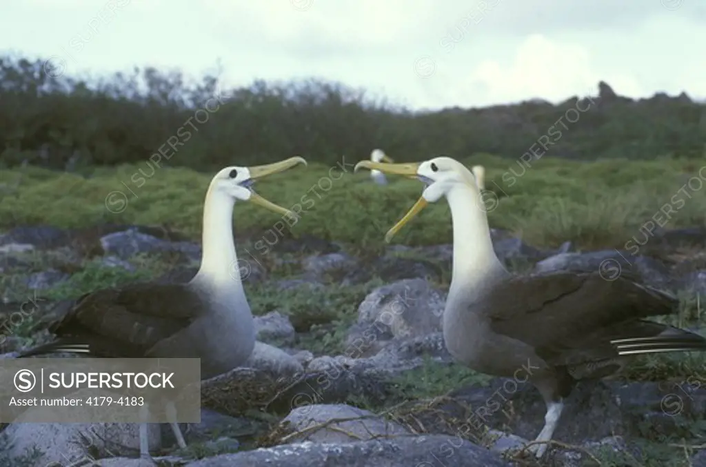 Waved Albatross Courtship  (Diomedea irrorata), Espanola Isl., Galapagos