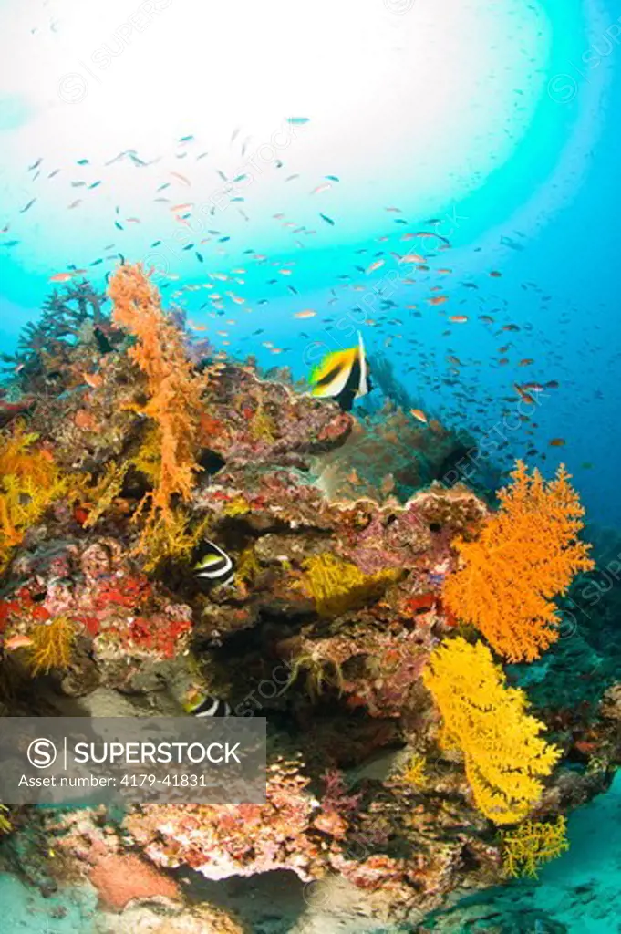 Healthy Reef System with brilliant Soft Corals,  Anthias and Bannerfish, G-6 Reef, Bligh Water Area, Viti Levu, Fiji Islands in the South Pacific
