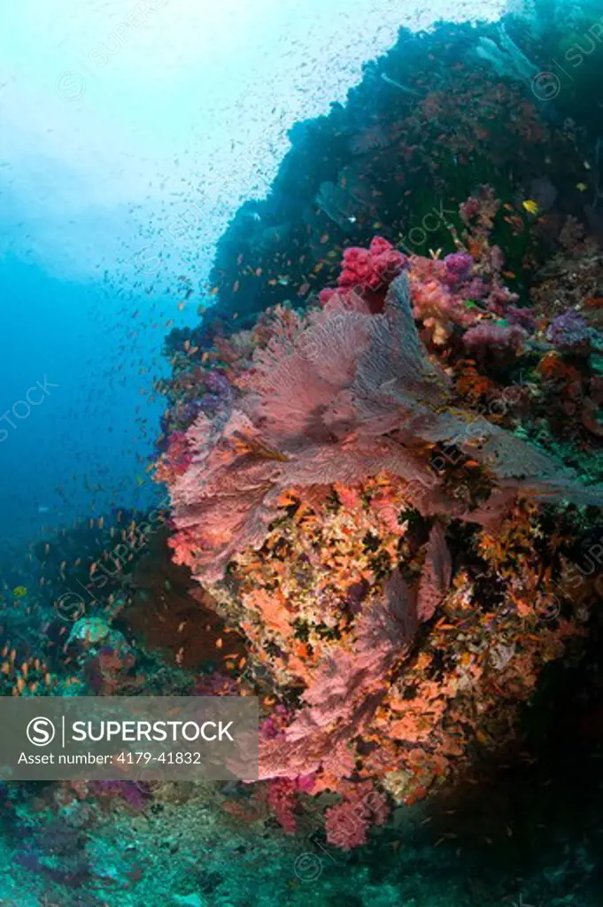 Healthy Reef System with brilliant Soft Corals and Anthias, G-6 Reef, Bligh Water Area, Viti Levu, Fiji Islands in the South Pacific