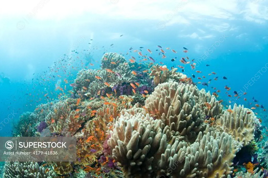 Healthy Reef System with brilliant Soft Corals and Anthias, Vatu Express Reef, Bligh Water Area, Viti Levu, Fiji Islands in the South Pacific