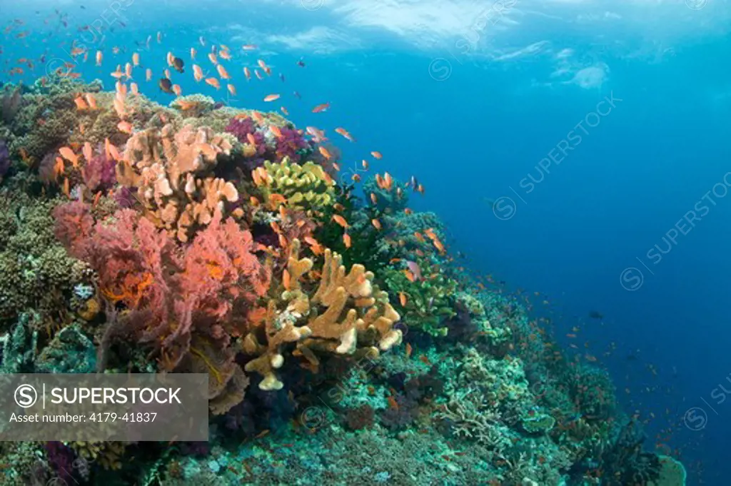 Healthy Reef System with brilliant Soft Corals and Anthias, Vatu Express Reef, Bligh Water Area, Viti Levu, Fiji Islands in the South Pacific
