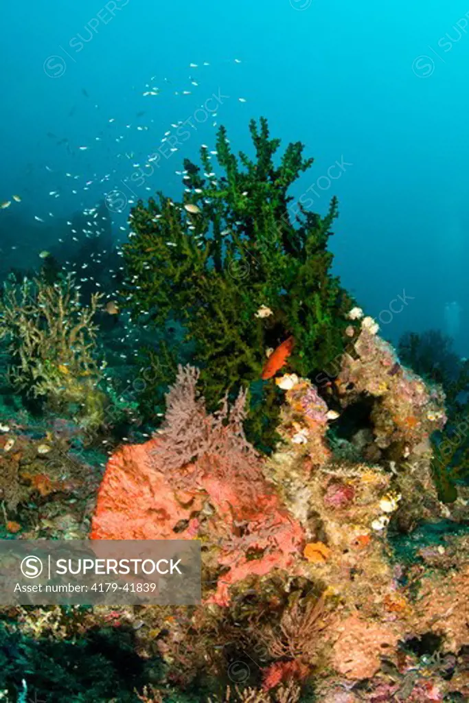Healthy Reef System with prolific Corals and Fish life, Kavieng Area, New Ireland, Papua New Guinea