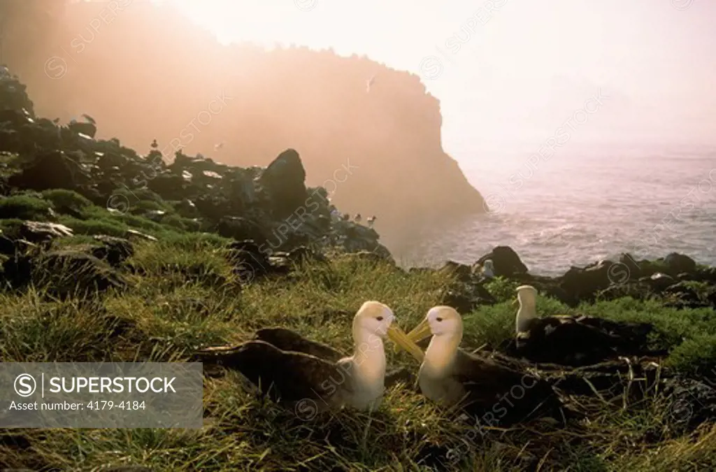 Waved Albatross Colony  (Diomedea irrorata), Espanola Isl., Galapagos