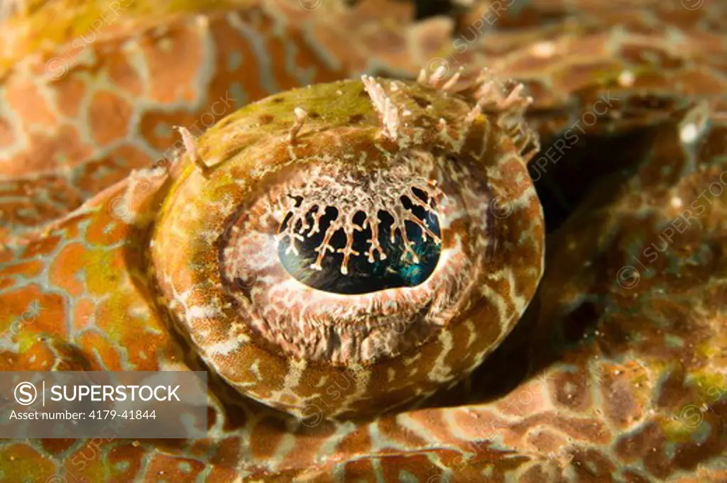 Eye Detail, Crocodilefish, flathead (Cymbacephalus beauforti) Lindenhaven Area, Southcoast New Britain, Papua New Guinea