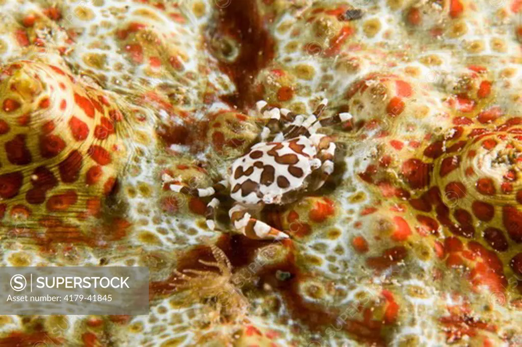 Orbicular Crab (Lissocarcinus orbicularis) on Sea Cucumber, Lindenhaven Area, Southcoast New Britain, Papua New Guinea