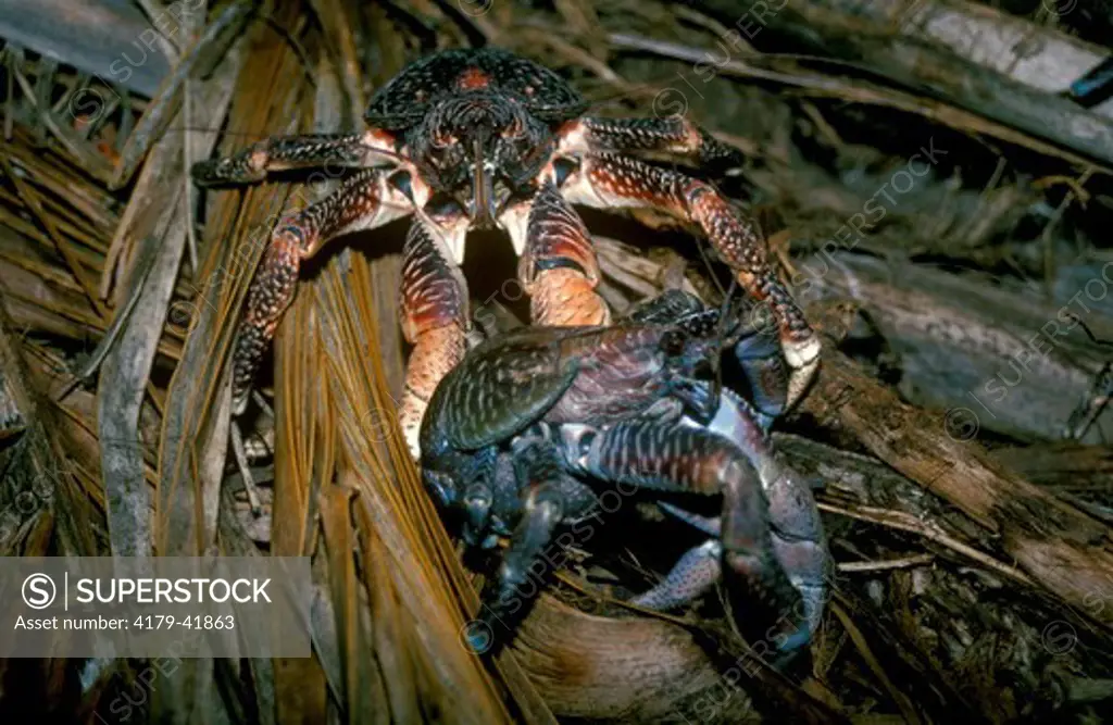 Coconut Crab (Birgus latro), Aldabra, Seychelles
