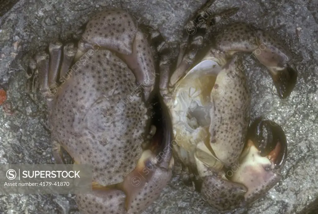Stone Crab (Menippe mercenaria) S. Florida