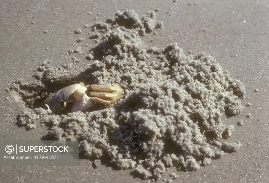 Ghost Crabs digging burrow (Ocypode quadrata) Georgia