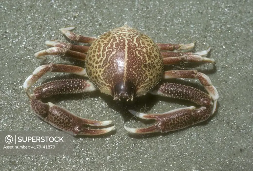 Purse Crab (Persephona punctata) Southeast Georgia