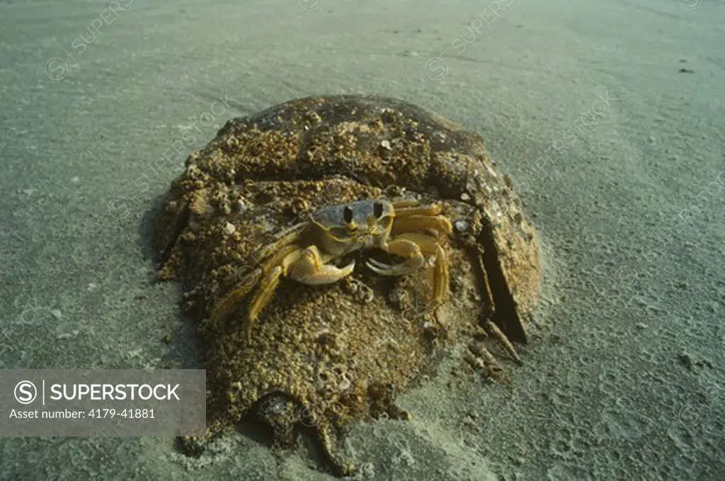 Ghost Crab on a dead Horseshoe Crab - Georgia (Ocyppoda quadrata)