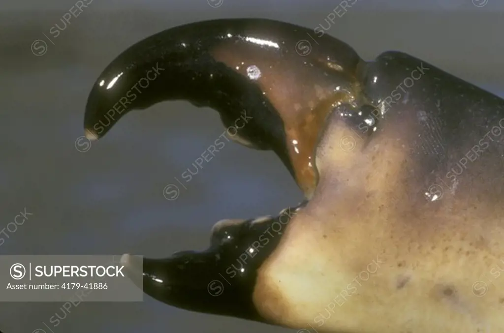 Stone Crab Claw (Menippe mercenana), designed for crushing, GA