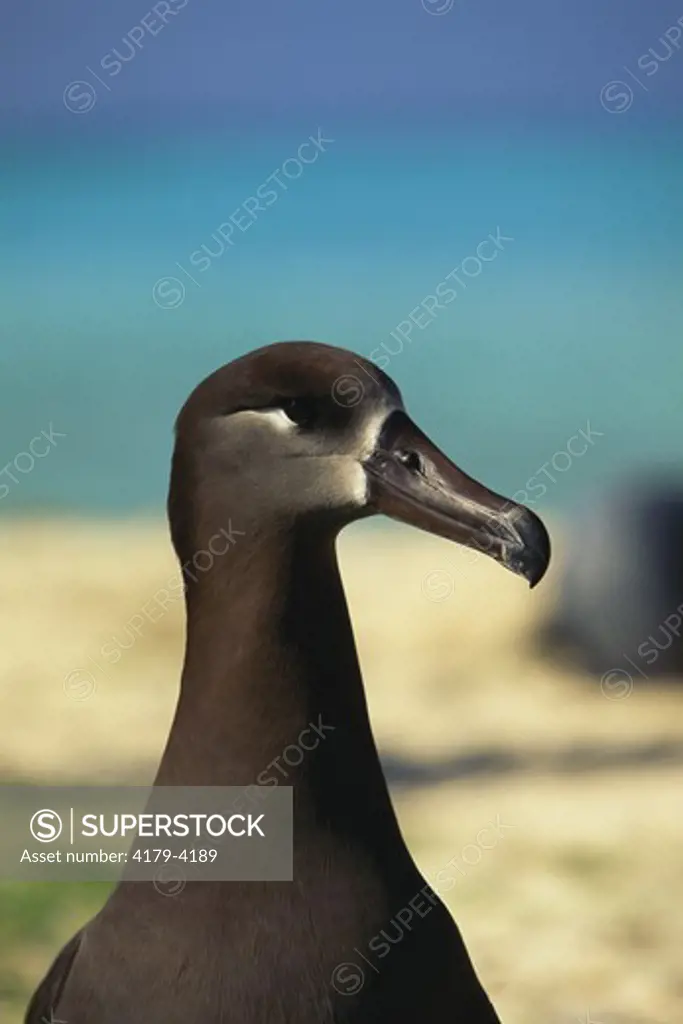 Black-footed Albatross (Diomedea nigripes), Midway Island, Pacific