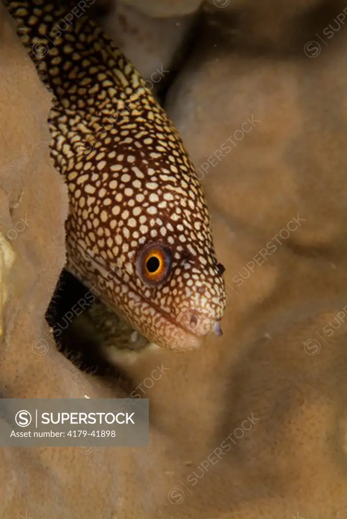 Goldentail Moray Eel (Gymnothorax miliaris) Stetson Bank FGBNMS, TX
