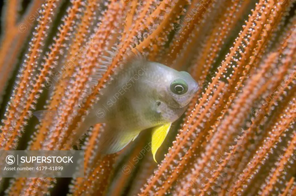 Damselfish in Soft Coral rods, Papua, New Guinea