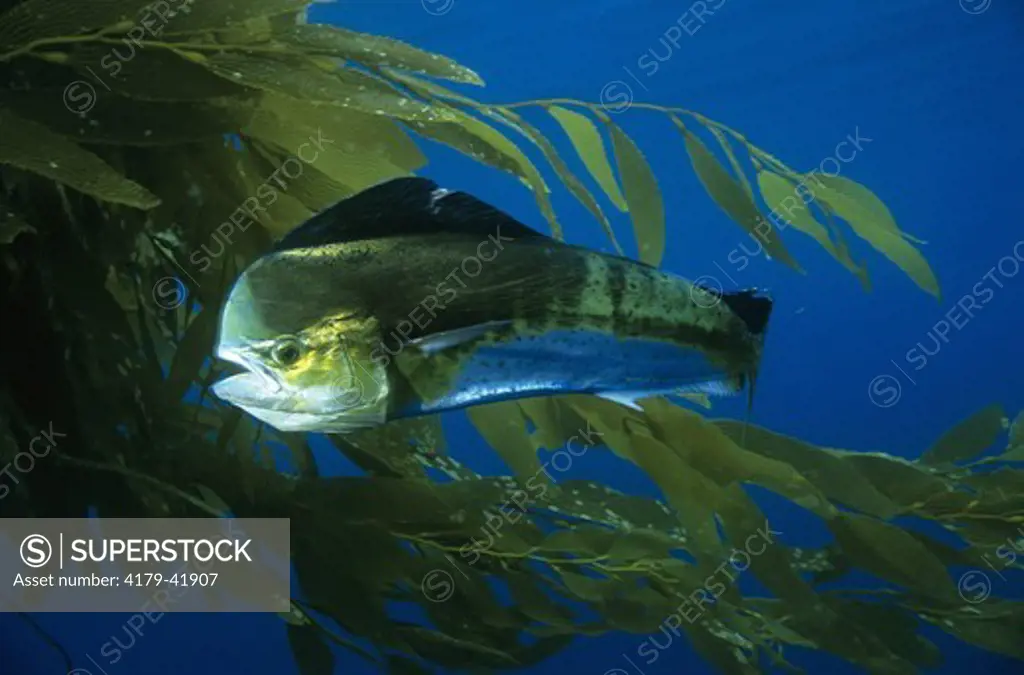 Dorado/Dolphinfish (Coryphaena hippurus) San Diego, Open Ocean - CA, California