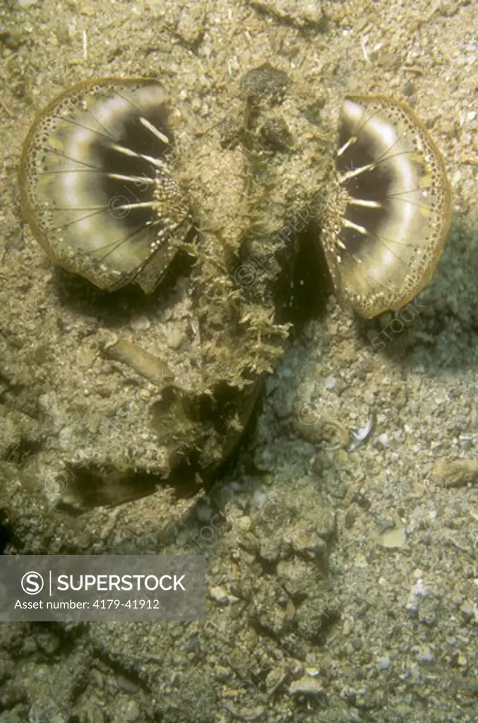 Spiny Devilfish (Inimicus didactylus) Indonesia