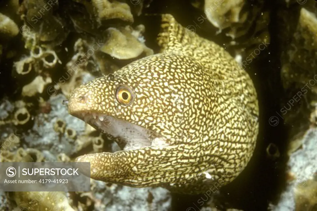 Goldentail Moray Eel (Gymnothorax miliaris)