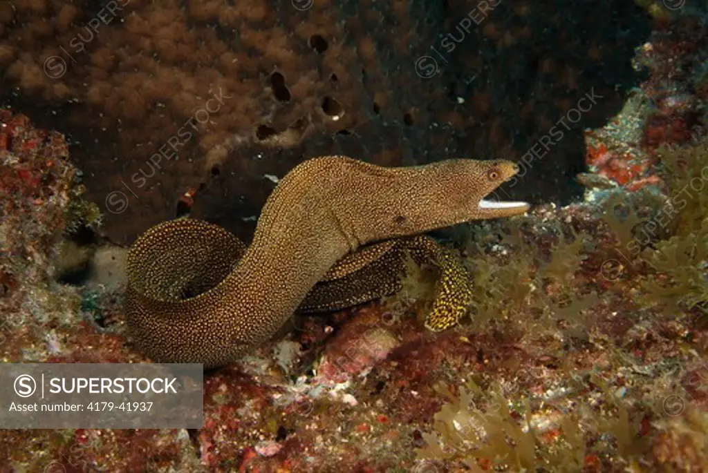 Goldentail Moray Eel (Gymnothorax miliaris) Stetson Bank FGBNMS Texas