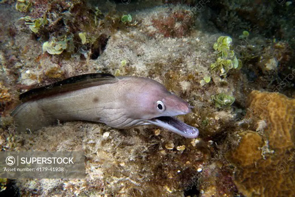 Purplemouth Moray Eel (Gymnothorax vicinus) Roatan, Honduras