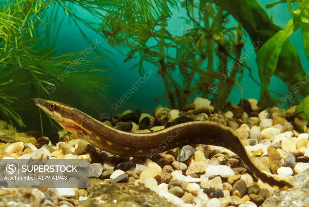 Spotted Fire Eel, Tropical Fresh Water (Mastacembelus Erythrotaenia)